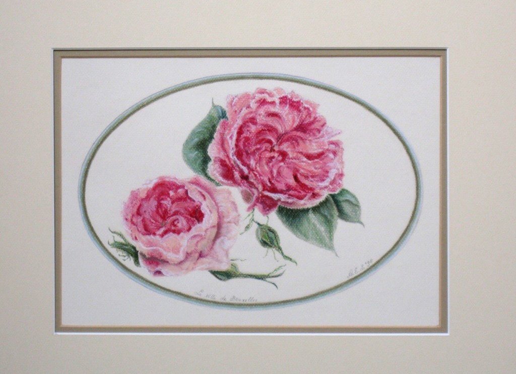 Rosa La Ville de Bruxelles