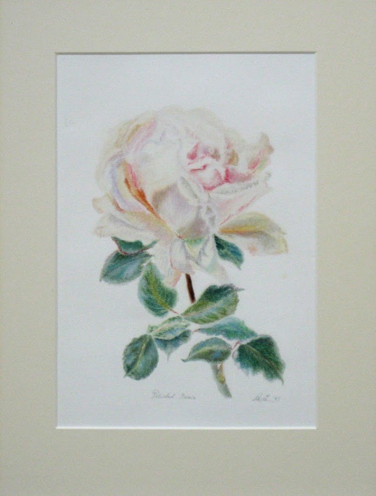 Rosa President Maccia